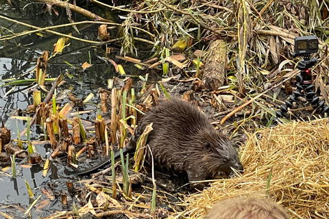 ‘Beavers can thrive in an urban context’