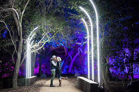 This year marked the second year Lightswitch has designed Enchanted Forest of Light at Descanso Gardens