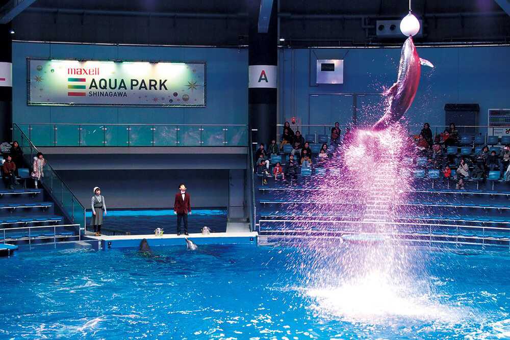 The Stadium features dolphin displays