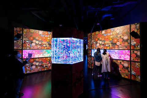 Art Aquarium has exhibited across Japan and overseas