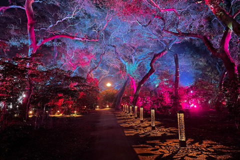 In Fantasy Forest, Proteus Maximus add a special layer of effect (photo: Chris Medvitz)