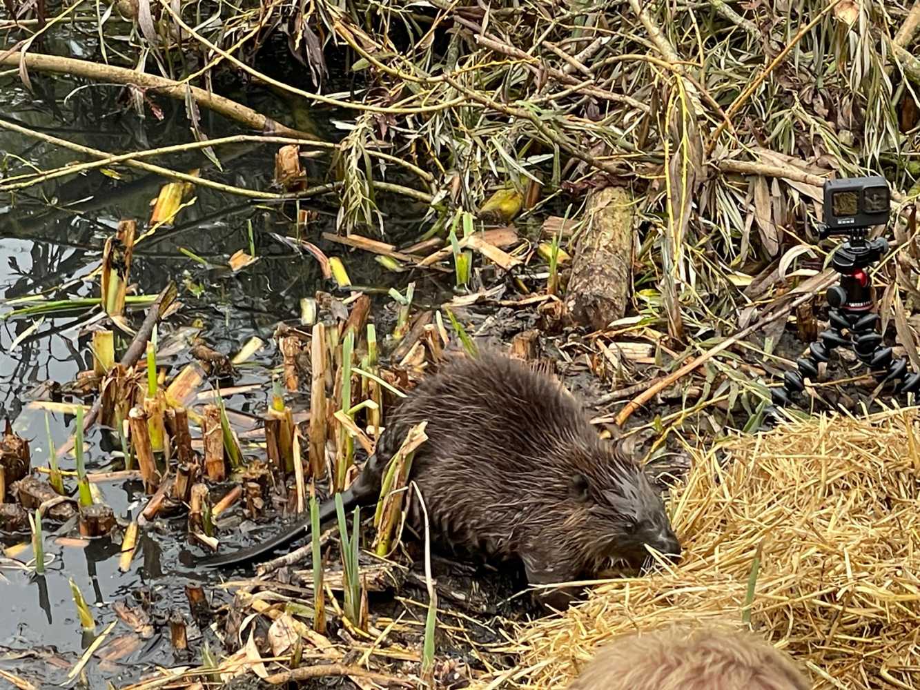 ‘Beavers can thrive in an urban context’