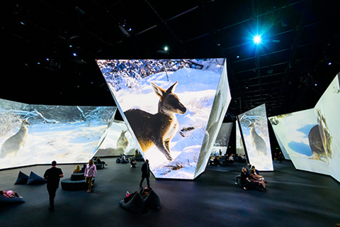 The multi-room digital art experience guides visitors through Earth's diverse ecosystems